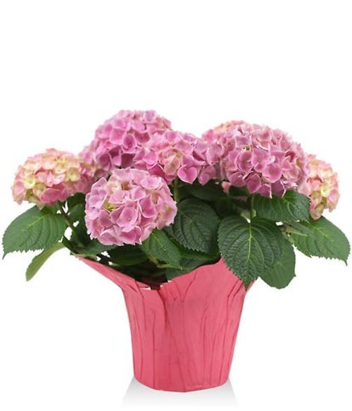 Mother’s Day Pink Hydrangea Plant
